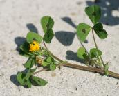 Medicago arabica - Rémi DUPRE