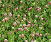 Trifolium incarnatum var.mollinieri - Rémi DUPRE