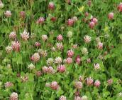 Trifolium incarnatum var.mollinieri - Rémi DUPRE