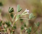 Trifolium ornithopodioides - Rémi DUPRE