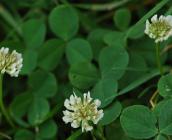 Trifolium repens - Jordane CORDIER (CBNBP/MNHN)