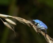 Hoplie bleue ©A. Chorein