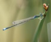 Agrion nain, classé vulnérable (VU) ©É. Sansault, ANEPE Caudalis