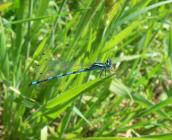 Agrion de Mercure, classé préoccupation mineure (LT) ©É. Sansault, ANEPE Caudalis