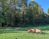 Recourir au pâturage dirigé permet d'entretenir les strates herbacées et arbustives