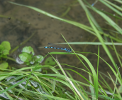 Une espèce observée - Agrion de mercure © M. Poiré, ARB