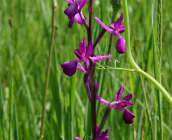 Une espèce observée - Orchis à fleurs lâches © M. Poiré, ARB