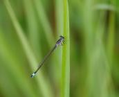 Agrion élégant ©ARB, Laetitia Roger-Perrier