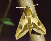 Les papillons de nuit (ici le Sphinx de l'Euphorbe) sont attirés et perturbés par la lumière ©Hamon pour Wikipédia