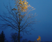 Arbre perturbé par la lumière artificielle d’un spot lumineux ©Anpcen Christophe Martin-Brisset 