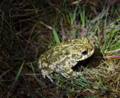 Les crapauds (ici Crapaud calamite) pour qui les lumières blanches et vertes sont une barrière infranchissable ©Mathieu Willmes