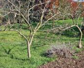 Pommiers palissés en clôture