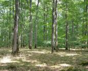 Forêt de feuillus, futaie régulière, forêt de Blois ©ONF, C. Samyn