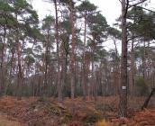 Pinède, Forêt de Chinon ©ONF, C. Samyn