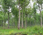 Forêt de Dreux ©ONF, C. Samyn