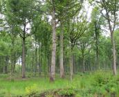 Forêt de feuillus, futaie régulière, Forêt de Dreux ©ONF, C. Samyn