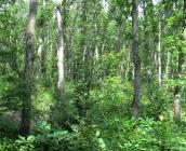 Forêt de feuillus, taillis sous futaie, Forêt de Montargis ©ONF, C. Samyn