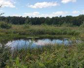 Mare en forêt d'Orléans ©ONF, C. Samyn