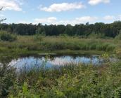 Clairière forestière, Mare en forêt d'Orléans ©ONF, C. Samyn