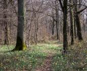 Forêt de feuillus et jonquilles, futaie irrégulière, en forêt d'Orléans ©IDF CNPF, F. Gallois