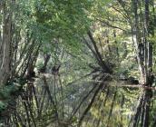 Boisement alluvial, Vallée de l'Oeuf, Loiret ©B. Virely