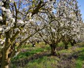 Verger de cerisiers dans le Loiret ©L. Roger-Perrier