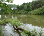 Mare ©L. Roger-Perrier, ARB Centre-Val de Loire