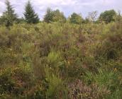 Landes de la petite Bamboche ©N. Robouam, CBN bassin Parisien