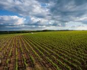 Vignoble dans l'Indre ©N. Van Ingen