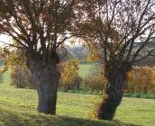 Trogne de chêne et charmes ©D. Mansion, la trogne est une taille typique des campagnes agricoles bocagères