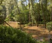 Forêt alluviale inondée - 2006 © Julien Levrat