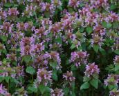 Lamium purpureum - Jordane CORDIER