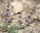 Mentha pulegium - Rémi DUPRE