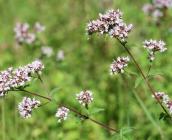 Origanum vulgare - Rémi DUPRE
