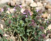 Thymus polytrichus subsp. britannicus - Rémi DUPRE