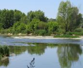 Forêt alluviale © Fédération des Maisons de Loire