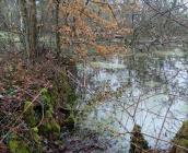 Zone humide à Boigny ©ARB Centre-Val de Loire