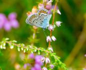 Azuré de l'Ajonc au Tertre des canaux © Chloé Degabriel