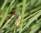 Criquet ensanglanté au Tertre des canaux © Théophile Dugault