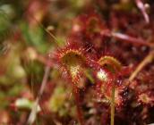 Drosera rotundifolia au Tertre des canaux © Aurélie Poumailloux