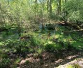 Mare au Tertre des canaux © Olivier Ducarre