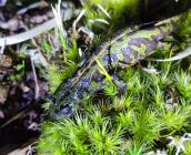 Triton marbré au Tertre des canaux ©  Michael Rolin