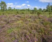 Landes humides atlantiques © Eric Sansault