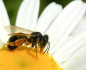 Abeille sauvage © Olivier Brosseau-Terra
