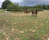 Mare hébergeant l’Étoile d’eau dans un enclos à chevaux en Indre-et-Loire ©N. Roboüam