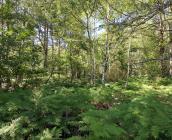 Forêt de bouleaux et fougères, futaie irrégulière, Villeny (Sologne) ©L. Roger-Perrier