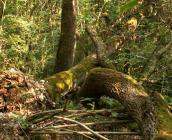 Bois morts en forêt de chênes pubescents en libre évolution, Bois des Roches (36) ©S. Gressette, Cen Centre-Val de Loire