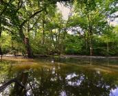 Ile Gaston, forêt humide en libre évolution de Chatillon ©S. Gressette, Cen Centre-Val de Loire