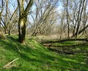 Prés Saint Loup, forêt en libre évolution ©S. Gressette, Cen Centre-Val de Loire