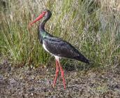 Cigogne noire ©E. Sansault, Caudalis